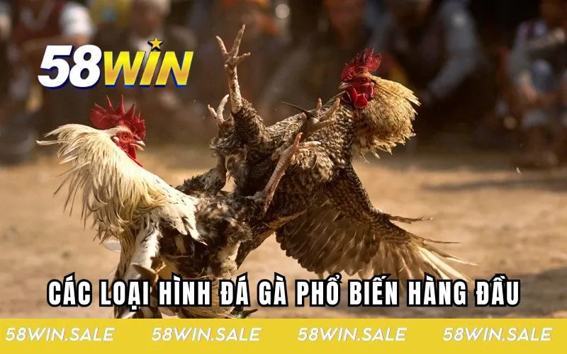 Các loại hình đá gà phổ biến hàng đầu hiện nay