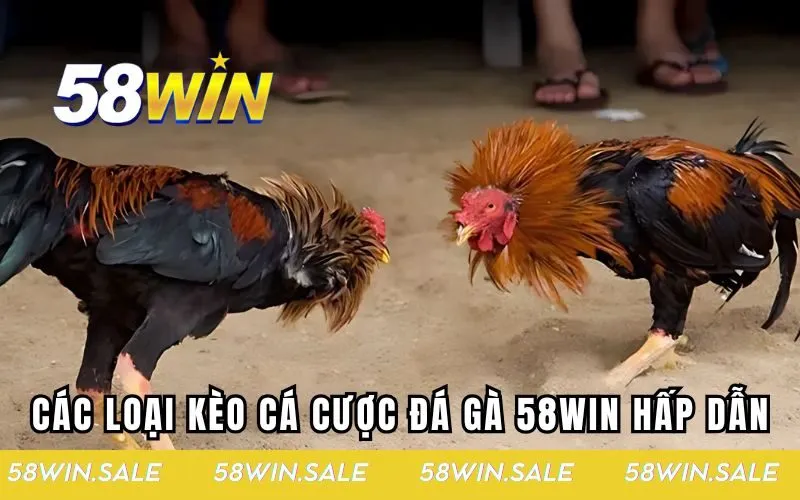 3 cửa cược chọi gà chính