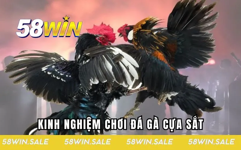 Kinh nghiệm chơi đá gà cựa sắt thắng dễ dàng