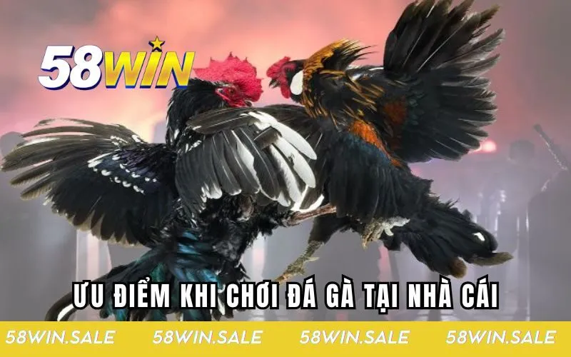 Ưu điểm khi chơi đá gà tại nhà cái uy tín